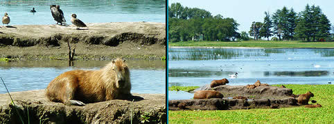 Turismo en Las Flores